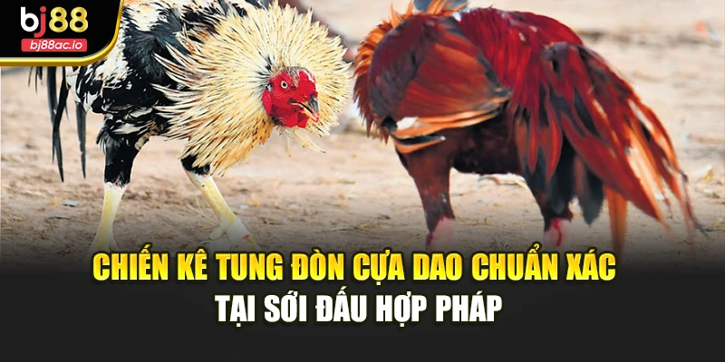 Chiến kê tung đòn cựa dao chuẩn xác tại sới đấu hợp pháp