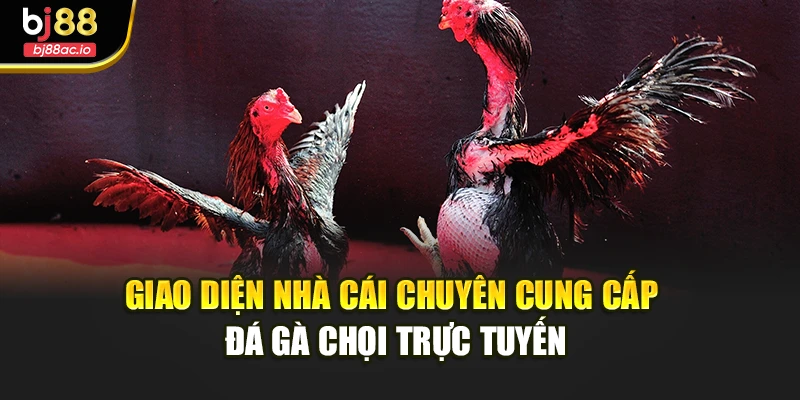 Giao diện nhà cái chuyên cung cấp đá gà chọi trực tuyến