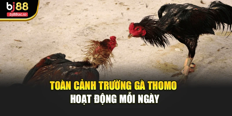 Toàn cảnh trường gà Thomo hoạt động mỗi ngày